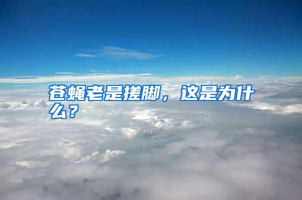 蒼蠅老是搓腳,這是為什么?
