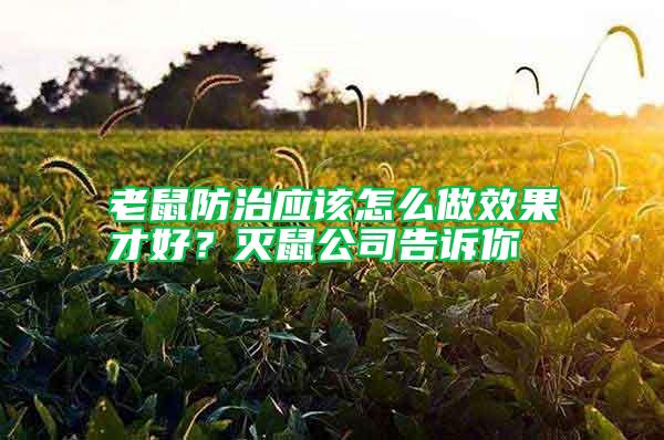 老鼠防治應該怎么做效果才好？滅鼠公司告訴你