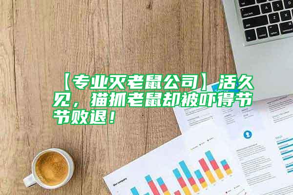 【專業滅老鼠公司】活久見,貓抓老鼠卻被嚇得節節敗退!