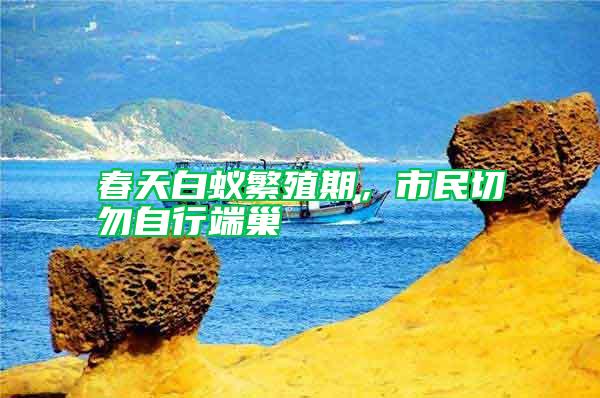 春天白蟻繁殖期,市民切勿自行端巢