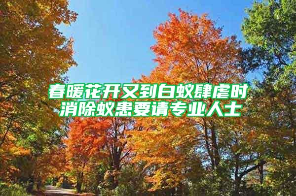 春暖花開又到白蟻肆虐時 消除蟻患要請專業人士