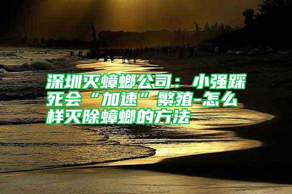 深圳滅蟑螂公司：小強踩死會“加速”繁殖-怎么樣滅除蟑螂的方法
