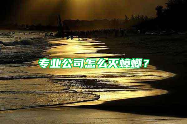 專業公司怎么滅蟑螂？