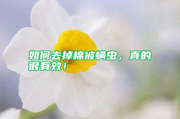 如何去掉棉被螨蟲，真的很有效！
