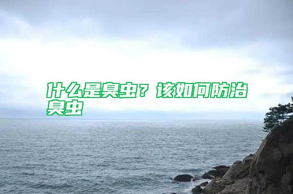 什么是臭蟲？該如何防治臭蟲