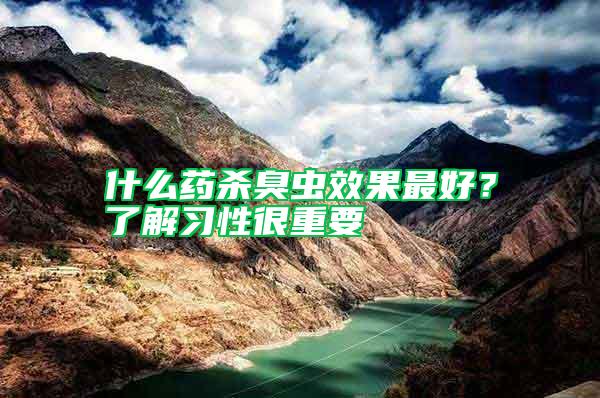 什么藥殺臭蟲效果最好?了解習性很重要
