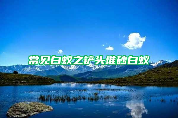 常見白蟻之鏟頭堆砂白蟻