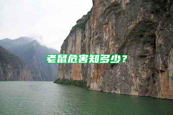 老鼠危害知多少?