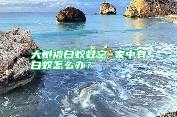 大樹被白蟻蛀空 家中有白蟻怎么辦？