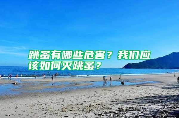 跳蚤有哪些危害?我們應該如何滅跳蚤?