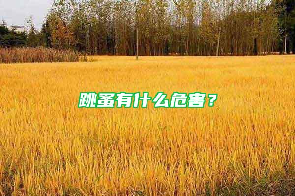 跳蚤有什么危害？