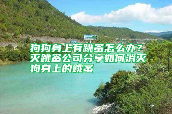 狗狗身上有跳蚤怎么辦？滅跳蚤公司分享如何消滅狗身上的跳蚤