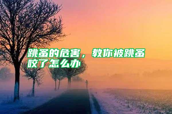 跳蚤的危害，教你被跳蚤咬了怎么辦