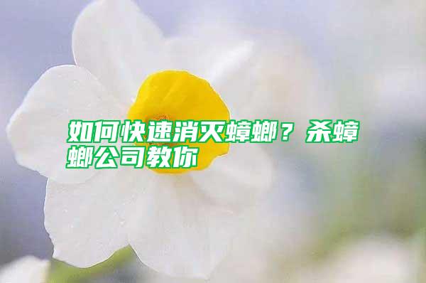 如何快速消滅蟑螂？殺蟑螂公司教你