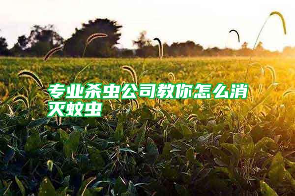 專業(yè)殺蟲(chóng)公司教你怎么消滅蚊蟲(chóng)