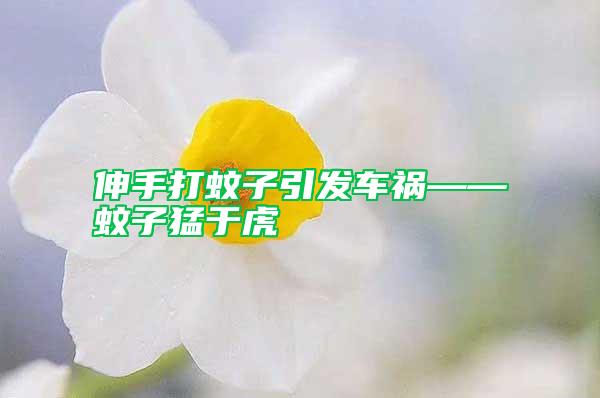 伸手打蚊子引發車禍——蚊子猛于虎
