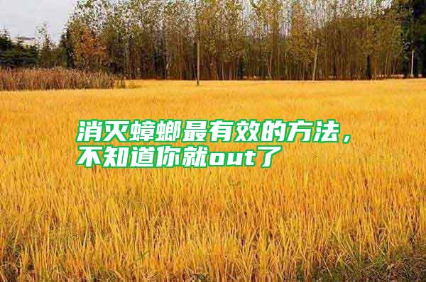 消滅蟑螂最有效的方法，不知道你就out了