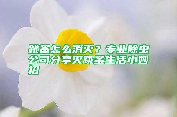 跳蚤怎么消滅?專業除蟲公司分享滅跳蚤生活小妙招