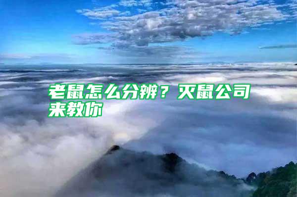 老鼠怎么分辨?滅鼠公司來教你