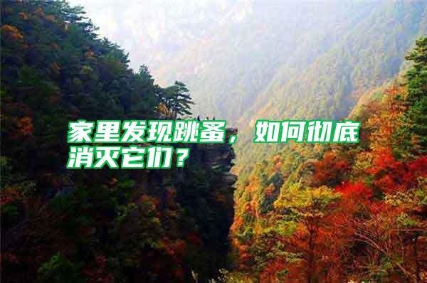 家里發現跳蚤，如何徹底消滅它們？