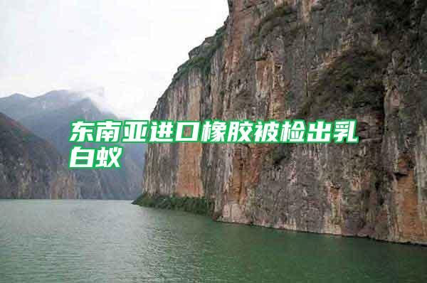 東南亞進口橡膠被檢出乳白蟻