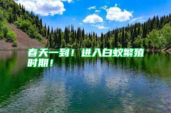 春天一到！進入白蟻繁殖時期！