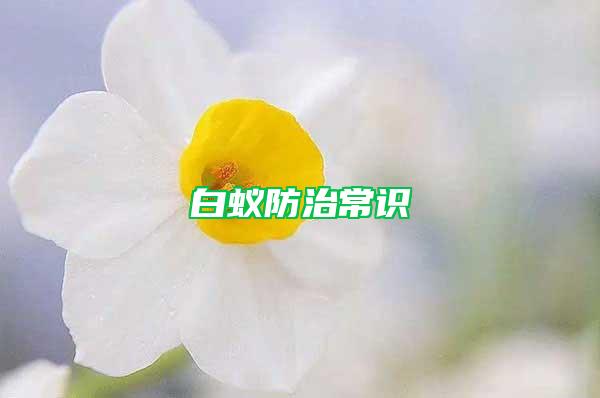 白蟻防治常識
