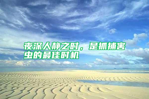 夜深人靜之時，是抓捕害蟲的最佳時機