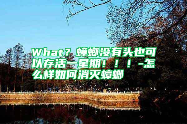 What？蟑螂沒(méi)有頭也可以存活一星期！！！-怎么樣如何消滅蟑螂