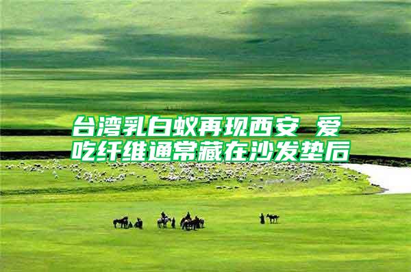 臺(tái)灣乳白蟻再現(xiàn)西安 愛(ài)吃纖維通常藏在沙發(fā)墊后