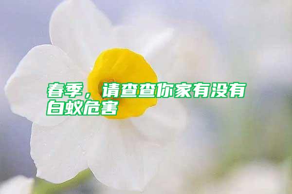 春季，請查查你家有沒有白蟻危害