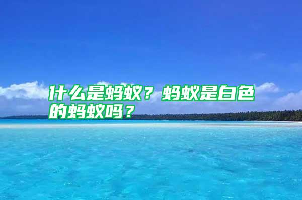 什么是螞蟻？螞蟻是白色的螞蟻嗎？