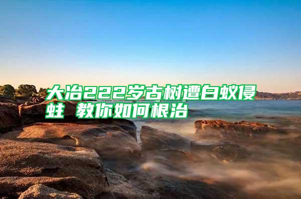 大冶222歲古樹遭白蟻侵蛀 教你如何根治