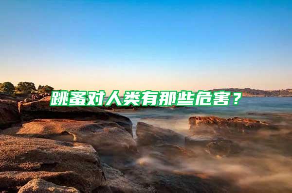 跳蚤對人類有那些危害？