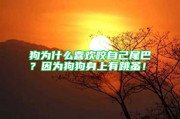 狗為什么喜歡咬自己尾巴？因為狗狗身上有跳蚤！