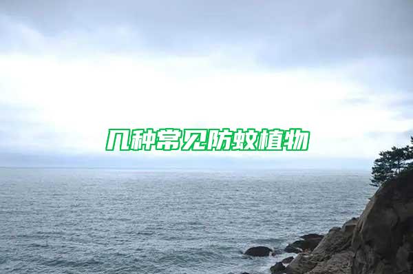 幾種常見防蚊植物
