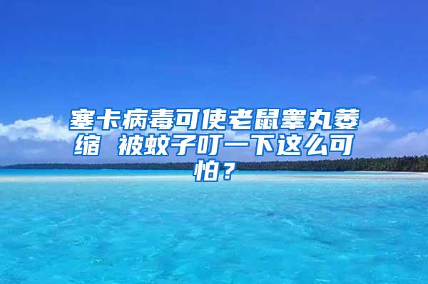 塞卡病毒可使老鼠睪丸萎縮 被蚊子叮一下這么可怕？