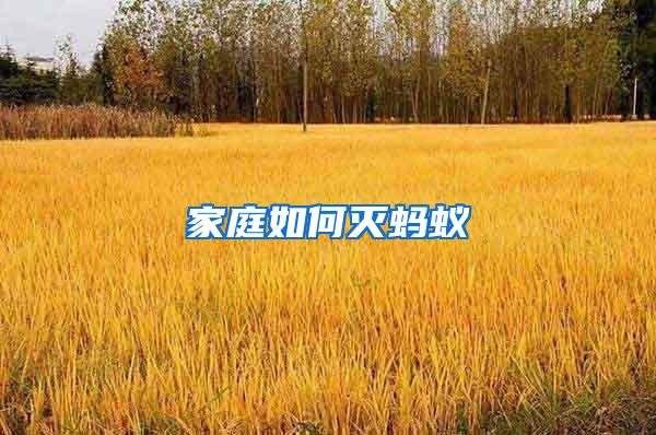 家庭如何滅螞蟻