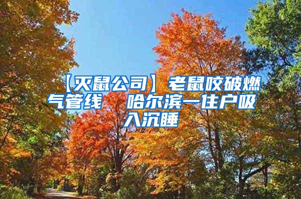 【滅鼠公司】老鼠咬破燃?xì)夤芫€ 哈爾濱一住戶吸入沉睡