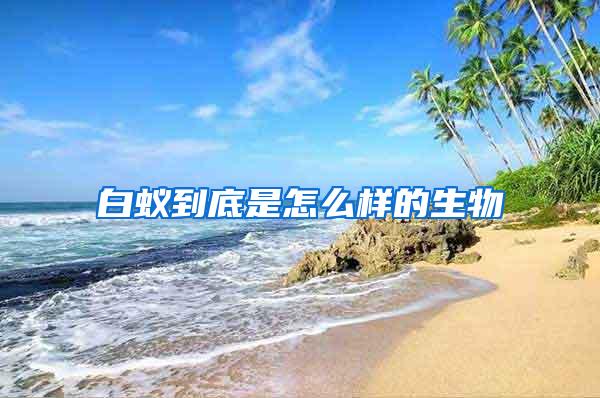 白蟻到底是怎么樣的生物