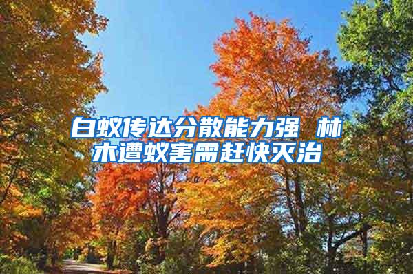 白蟻傳達分散能力強 林木遭蟻害需趕快滅治