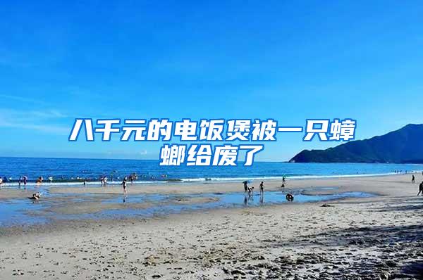 八千元的電飯煲被一只蟑螂給廢了