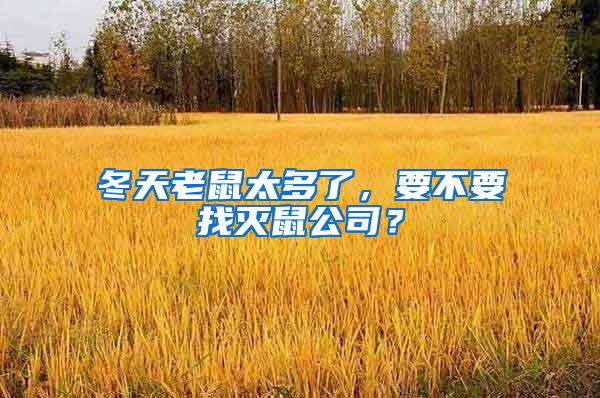 冬天老鼠太多了,要不要找滅鼠公司?