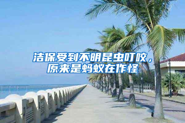 潔保受到不明昆蟲叮咬，原來是螞蟻在作怪