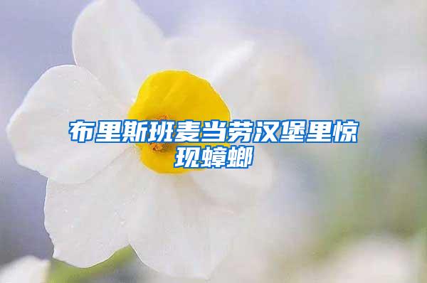 布里斯班麥當勞漢堡里驚現蟑螂