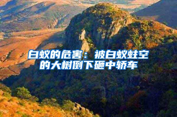 白蟻的危害：被白蟻蛀空的大樹倒下砸中轎車
