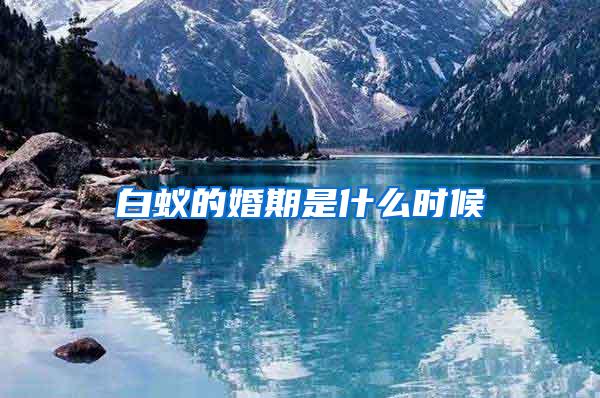 白蟻的婚期是什么時候