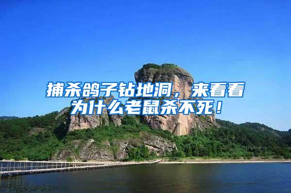 捕殺鴿子鉆地洞，來看看為什么老鼠殺不死！