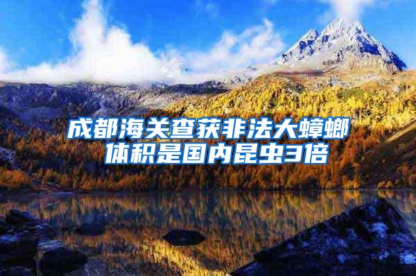成都海關查獲非法大蟑螂 體積是國內昆蟲3倍