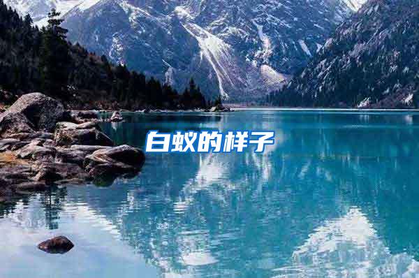 白蟻的樣子